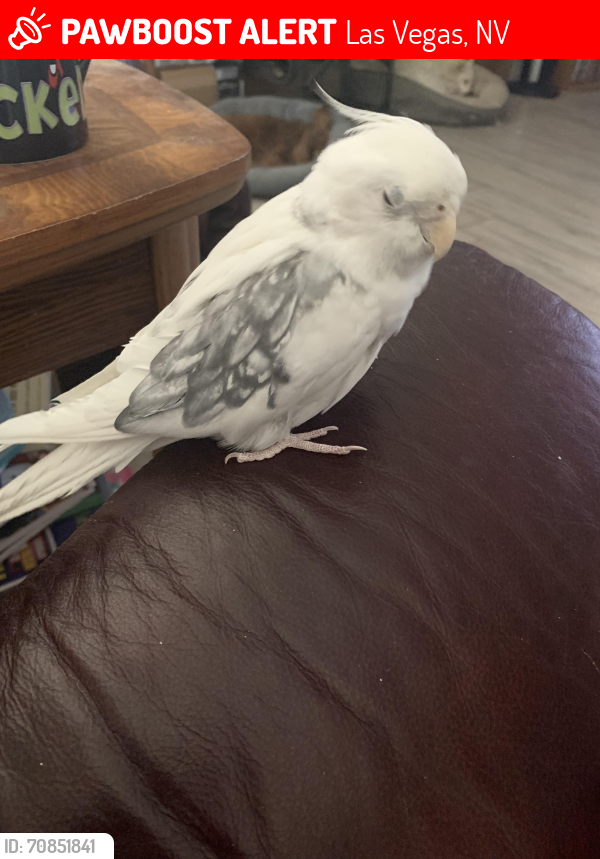Lost Male Bird last seen Near Sky Mesa and Sky Canyon park, Las Vegas, NV 89124