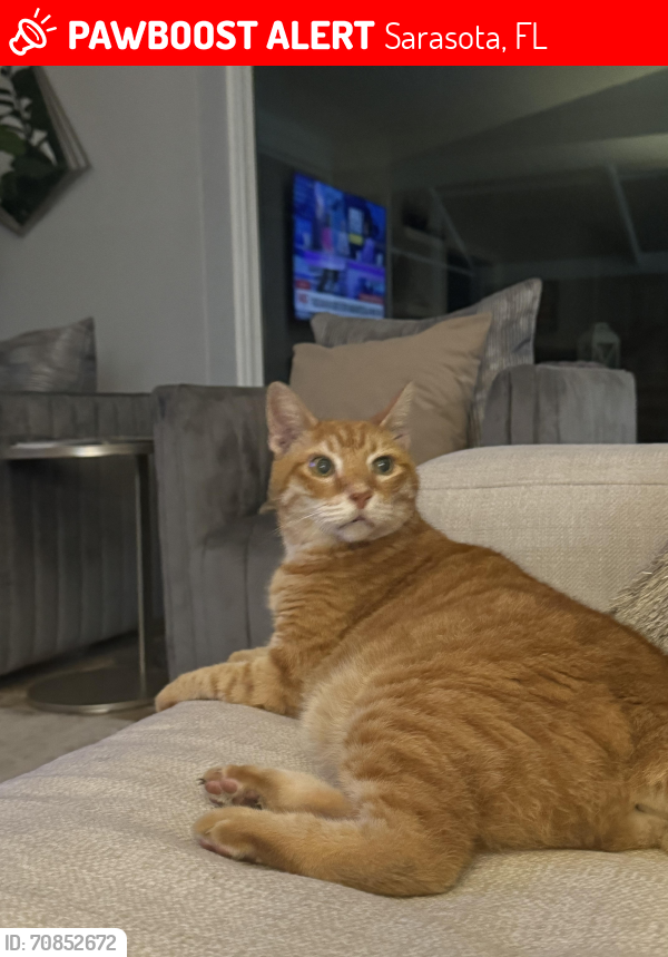 Lost Unknown Cat last seen Deer Creek - near Mcintosh and central Sarasota parkway, Sarasota, FL 34238