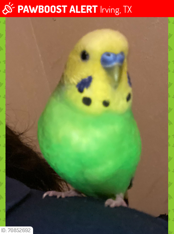 Lost Male Bird last seen MacAuthur and Roce, near laundry mat, Irving, TX 75062