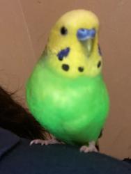 Lost Male Bird last seen MacAuthur and Roce, near laundry mat, Irving, TX 75062