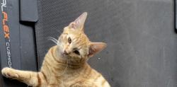 Lost Male Cat last seen Pilimai Street, Waipahu, Waipahu, HI 96797