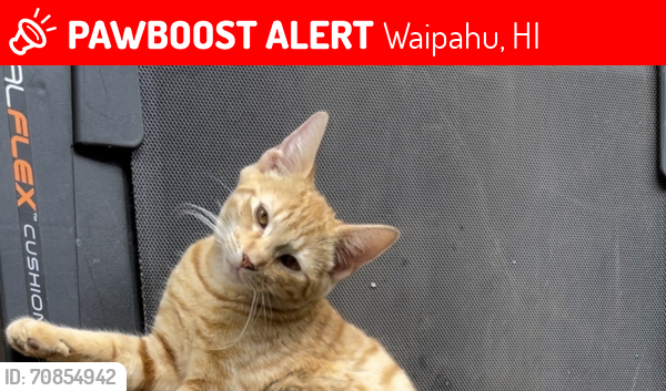 Lost Male Cat last seen Pilimai Street, Waipahu, Waipahu, HI 96797
