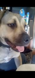 Lost Female Dog last seen 1st and 2nd street, Lemont, IL 60439