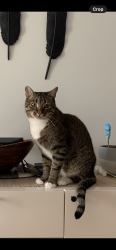 Lost Male Cat last seen Near County Rd, Andover Ma, Andover, MA 01810