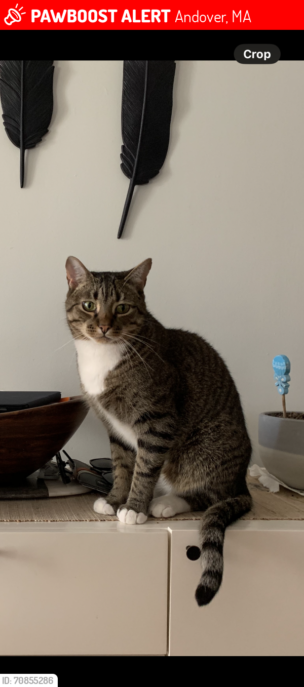 Lost Male Cat last seen Near County Rd, Andover Ma, Andover, MA 01810