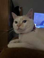 Lost Male Cat last seen Near Carter Creek Dr, Charlotte, NC 28227