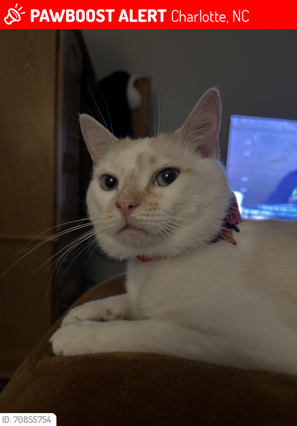 Lost Male Cat last seen Near Carter Creek Dr, Charlotte, NC 28227