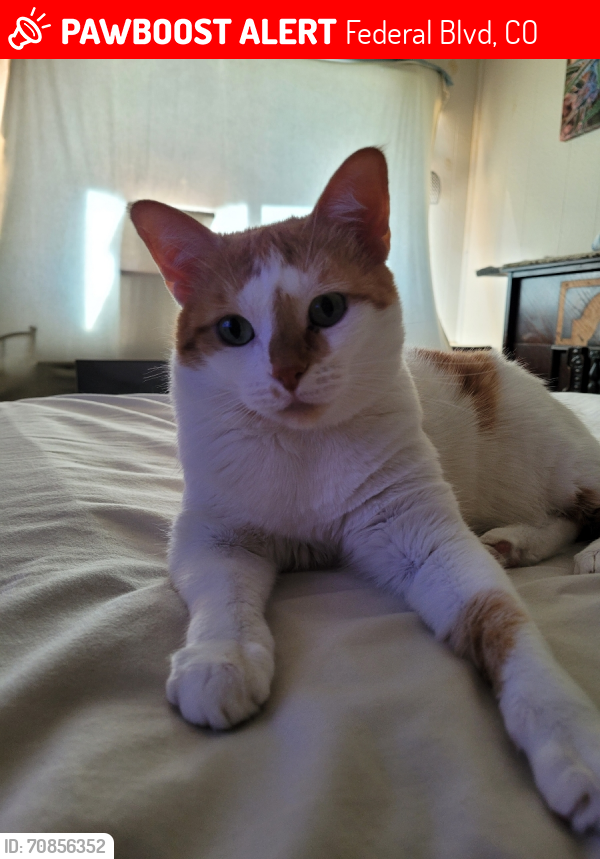 Lost Female Cat last seen 55th Ave & Federal Blvd, White Rock, Federal Blvd, CO 80211