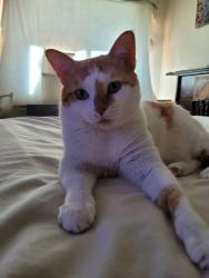 Lost Female Cat last seen 55th Ave & Federal Blvd, White Rock, Federal Blvd, CO 80211