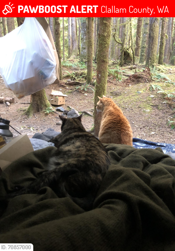 Lost Female Cat last seen FS 2918, Clallam County, WA 98363