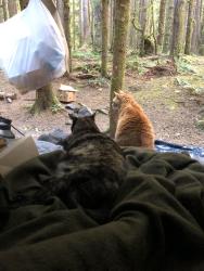 Lost Female Cat last seen FS 2918, Clallam County, WA 98363