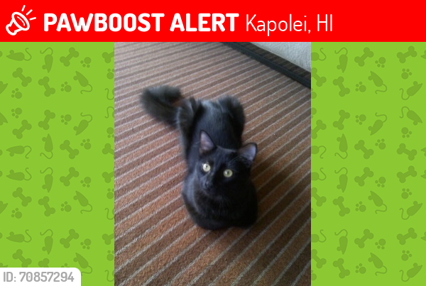 Lost Male Cat last seen Hiluhilu Street and Akolo Street, Kapolei, HI 96707