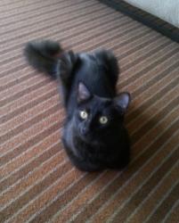Lost Male Cat last seen Hiluhilu Street and Akolo Street, Kapolei, HI 96707