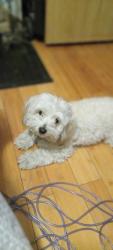 Lost Male Dog last seen Lamb AND WASHINGTON   1200 LAMB BLVD SPACE 39 Las Vegas Nv. Sun Rise mobile  park, Las Vegas, NV 89110