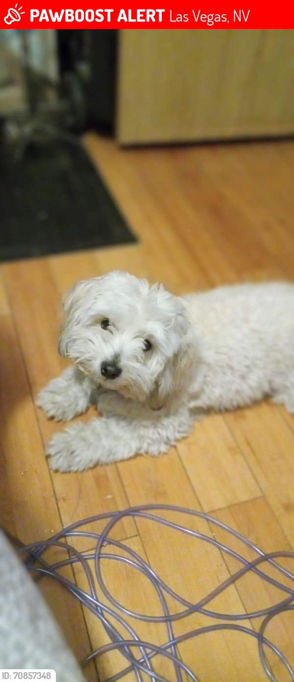 Lost Male Dog last seen Lamb AND WASHINGTON   1200 LAMB BLVD SPACE 39 Las Vegas Nv. Sun Rise mobile  park, Las Vegas, NV 89110