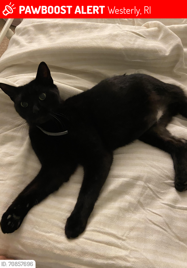 Lost Male Cat last seen Near miner st westerly ri, Westerly, RI 02891