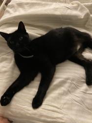 Lost Male Cat last seen Near miner st westerly ri, Westerly, RI 02891