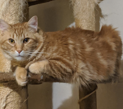 Reunited Male Cat last seen 98th Street, Albuquerque, NM 87121