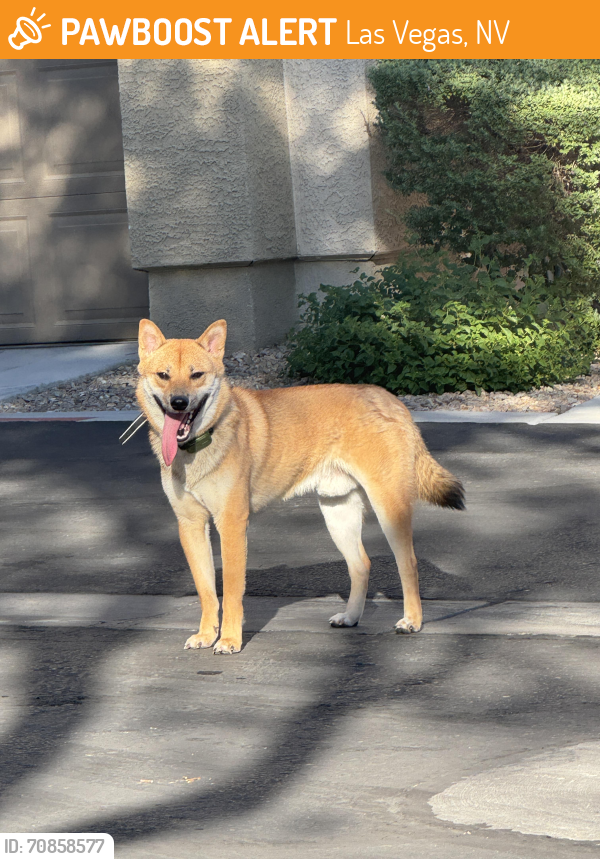 Las Vegas, NV Stray Dog Found Near Neets Bay Street Las Vegas 89179 ...