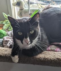 Lost Male Cat last seen 10th St & Merriam Davenport, WA, Davenport, WA 99122