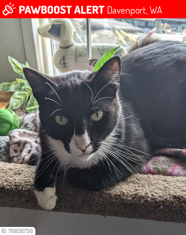 Lost Male Cat last seen 10th St & Merriam Davenport, WA, Davenport, WA 99122