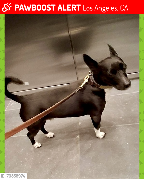 Lost Male Dog last seen Alcazar st, Los Angeles, CA 90033
