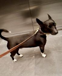Lost Male Dog last seen Alcazar st, Los Angeles, CA 90033