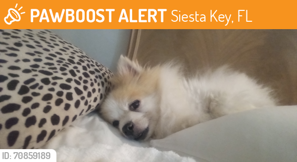 Found/Stray Female Dog last seen Ocean blvd, Siesta Key, FL 34242