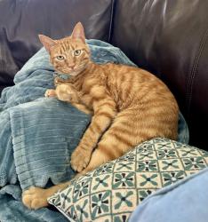 Lost Male Cat last seen Timber ridge court,, Cedar Hill, TX 75104