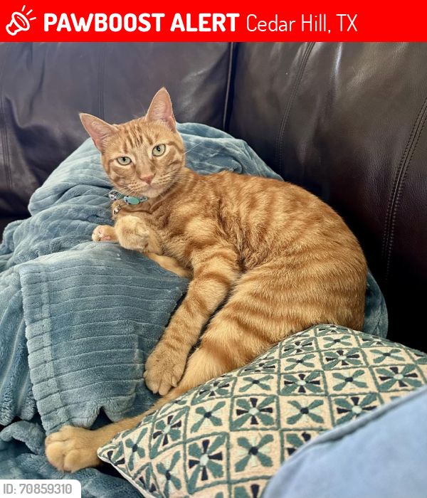 Lost Male Cat last seen Timber ridge court,, Cedar Hill, TX 75104