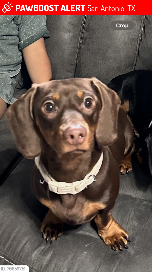 Lost Male Dog last seen Grissom and timberhill , San Antonio, TX 78238