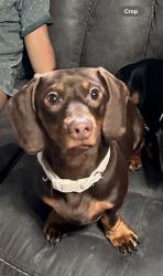 Lost Male Dog last seen Grissom and timberhill , San Antonio, TX 78238