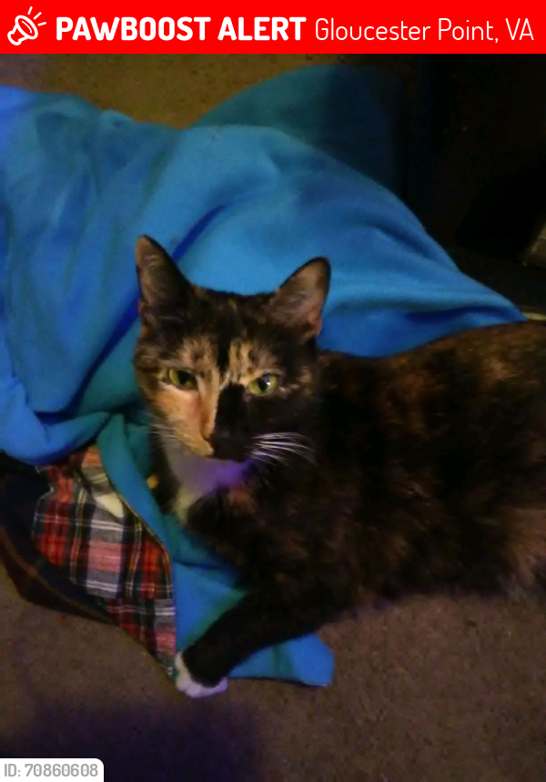 Deceased Female Cat in Gloucester Point, VA 23062 (ID 70860608) PawBoost