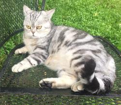 Lost Female Cat last seen Jackson Road & Emery Road, Orange Village, OH   Microchip # 900 217 000 170 609, Orange, OH 44124