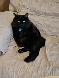 Lost Female Cat last seen Space needle, Seattle, WA 98109