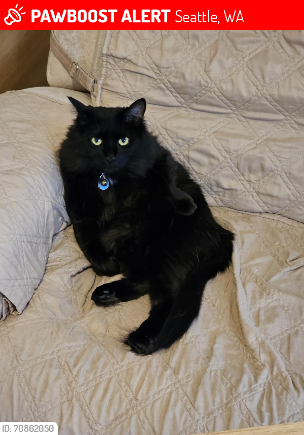 Lost Female Cat last seen Space needle, Seattle, WA 98109