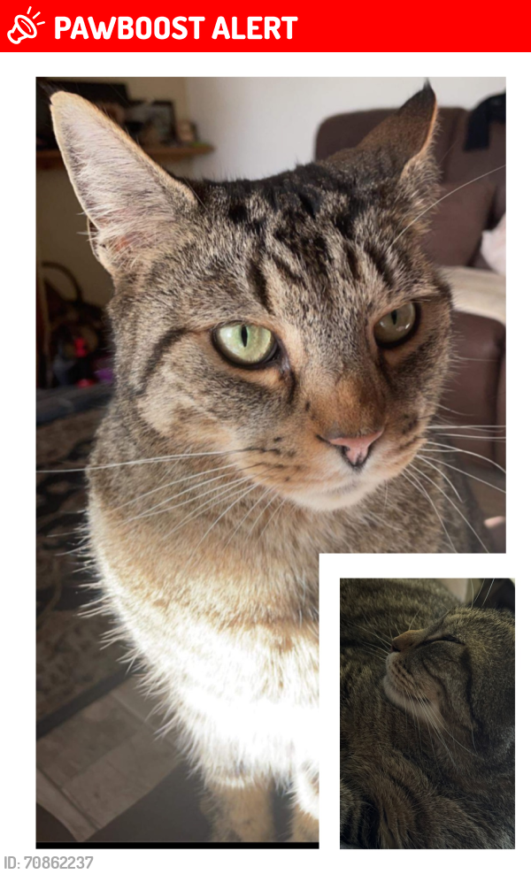 Lost Male Cat last seen Twmpath Lane (RJAH Orthopaedic hosp area), Gobowen, England SY10 7AF