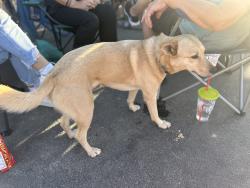 Lost Female Dog last seen 121st Ave nw and Thrush Street coon rapids, Coon Rapids, MN 55448