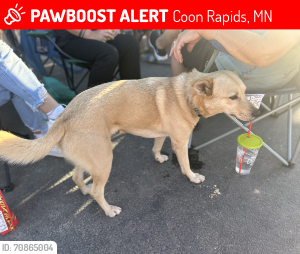 Lost Female Dog last seen 121st Ave nw and Thrush Street coon rapids, Coon Rapids, MN 55448