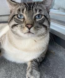 Lost Male Cat last seen Cameo, Ottawa, ON K2C 1Y4