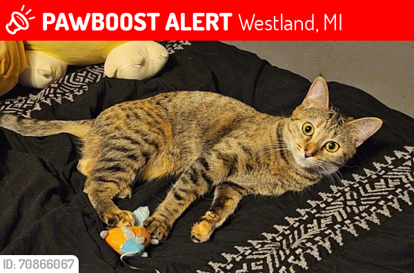 Lost Female Cat last seen Near Geraldine Street off Merriman and Joy, Westland, MI 48185