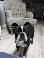 Lost Male Dog last seen Fredricks and 1st Street , Barstow, CA 92311