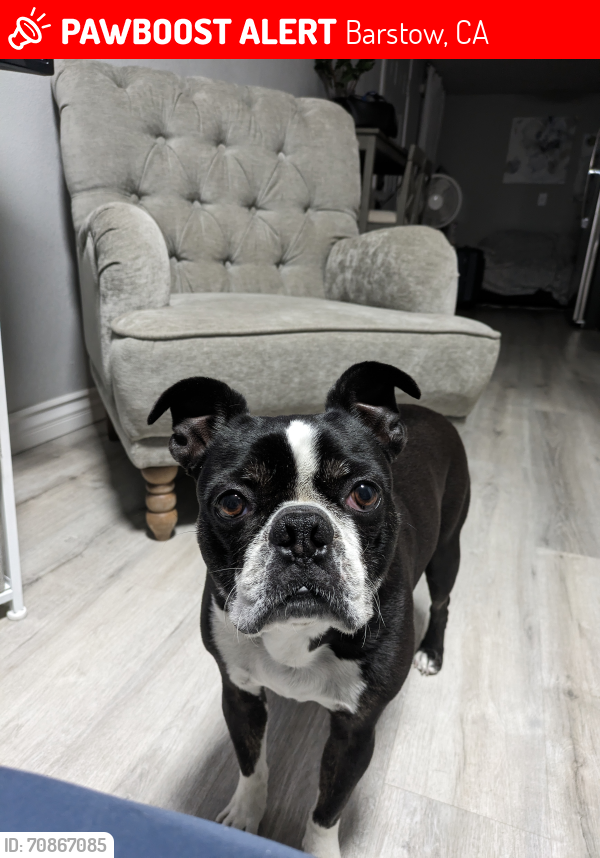 Lost Male Dog last seen Fredricks and 1st Street , Barstow, CA 92311
