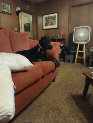 Lost Female Dog last seen Near Austin Tx , Austin, TX 78744