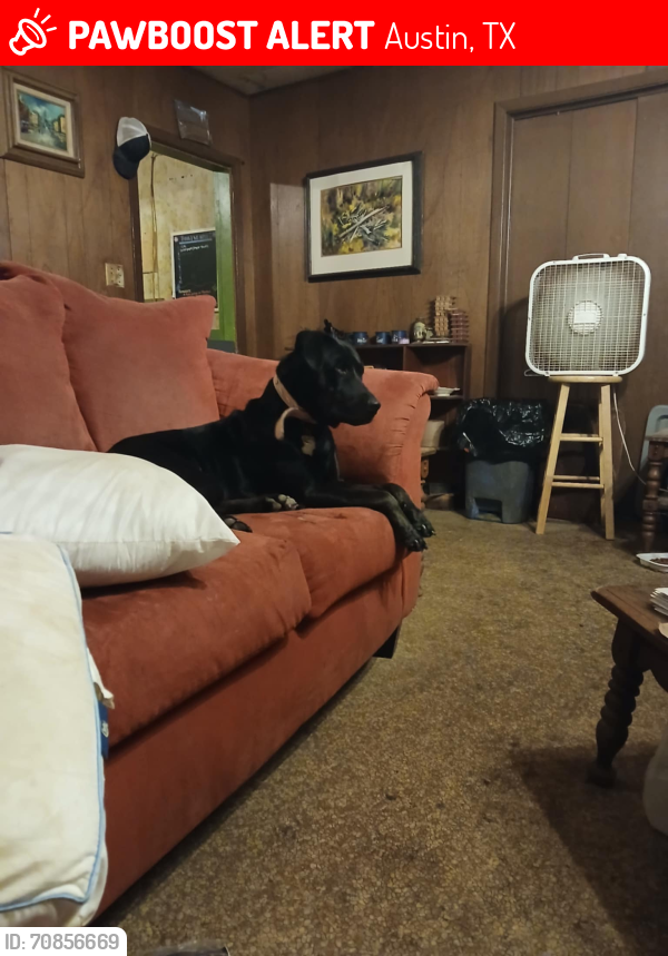 Lost Female Dog last seen Near Austin Tx , Austin, TX 78744