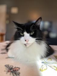 Lost Female Cat last seen Porter Road , Conroe, TX 77301