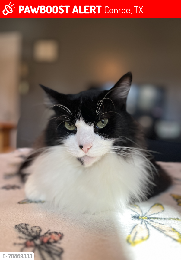 Lost Female Cat last seen Porter Road , Conroe, TX 77301