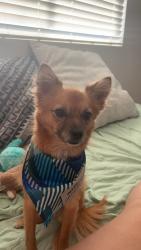 Lost Male Dog last seen Zion drive and lost canyon road, Santa Clarita, CA 91387