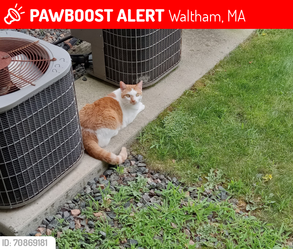 Lost Male Cat last seen Waltham ridge lane, Waltham, MA 02452