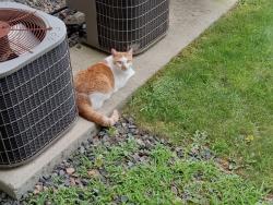 Lost Male Cat last seen Waltham ridge lane, Waltham, MA 02452